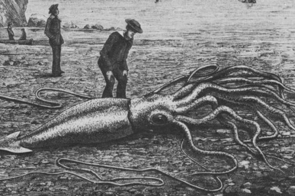 Kraken рабочее зеркало